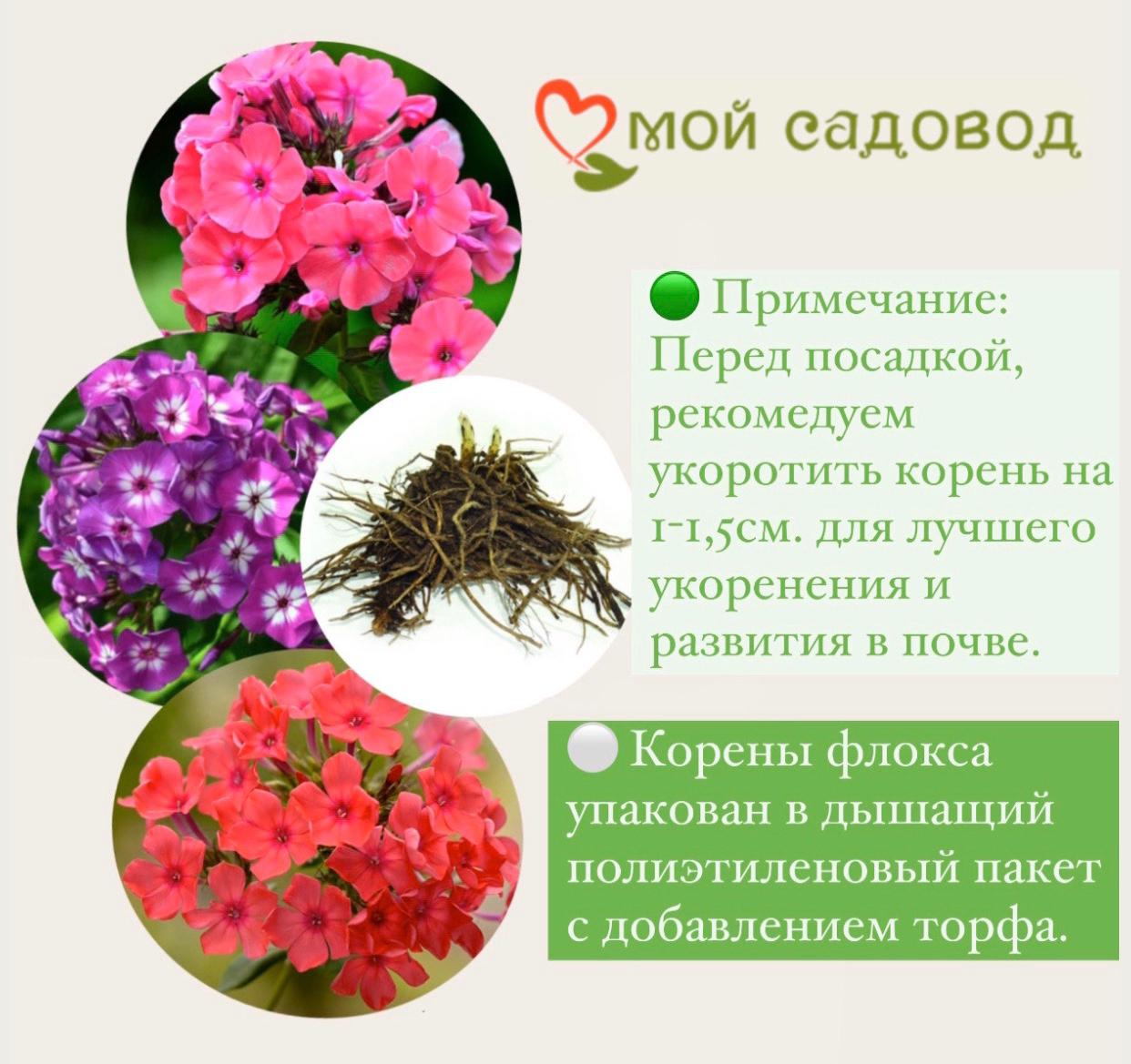 Флокс метельчатый Лунный камень