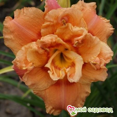 Лилейник Джерри Пэйт Уильямс