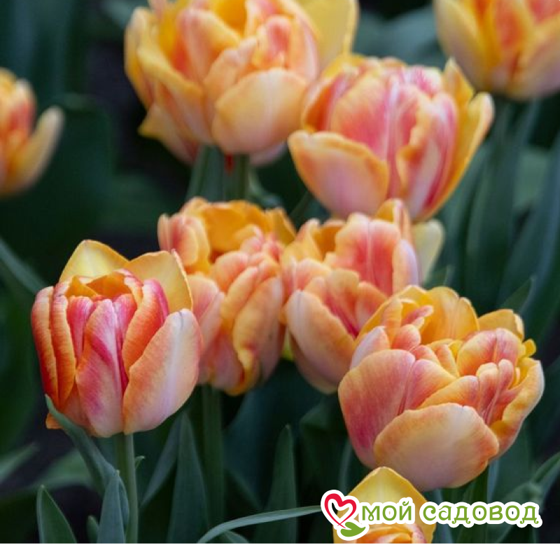 Тюльпан Верона Санрайз